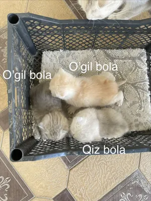 Serebristi shinshilla kitten