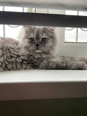 Продаётся Хейланд фолд, 7 месяцев мальчик