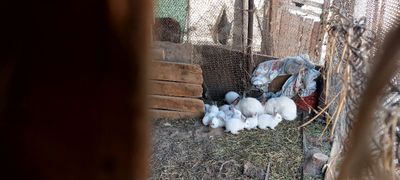 Зудлик бн Калиф. Тоза зот Куён болалари сотилади сони 15 тача бор