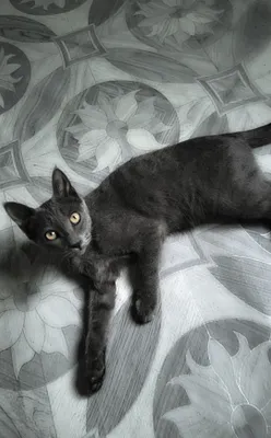 Srochna bepul beriladi kulrang mushukcha