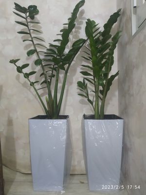 Замиокулькас замиелистный (Zamioculcas zamiifolia).