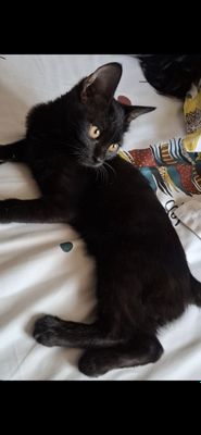 Кошечка бомбейская 4 месяцев