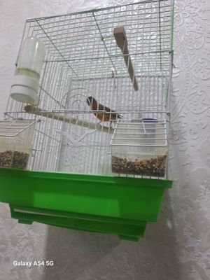 Продаются кенары поющие красное дерево