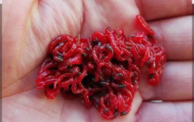 Мотыль очищенный 100 грам