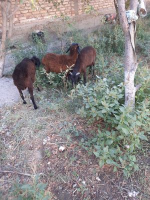 Quchqorlar sotiladi 2200dan