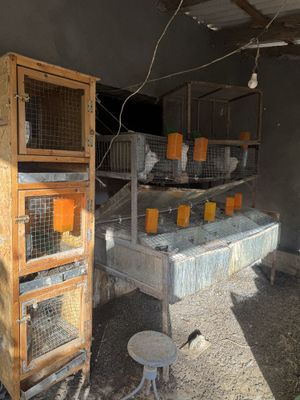 Quyon ini va quyonlar sotiladi