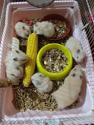 Хомяки Сирийские