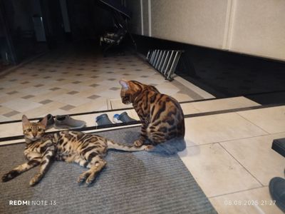 Bengan zoti toza er xotin qornida bolas bor