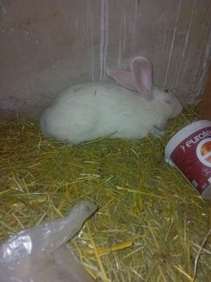 Xamasi soglom toza boqilgan