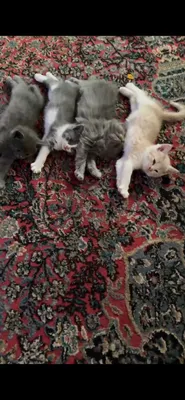 шотландская прямоухая,скотиш страйт