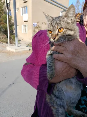 Котёнок в добрые, ответственные руки