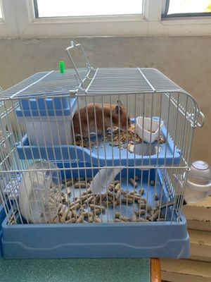 Hamster sichqoncha 2 juft