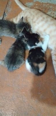 Отдам котят в добрые руки