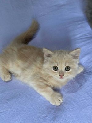 Продается котята скоттиш страйт