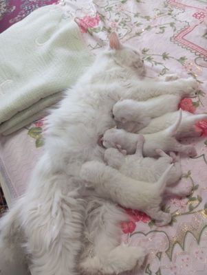 Скотч хейланд тоза кон