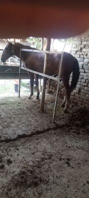 2 yoshlar erkak toy sotiladi