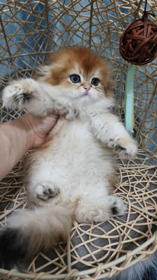 Продаётся шотландский скоттиш-фолд