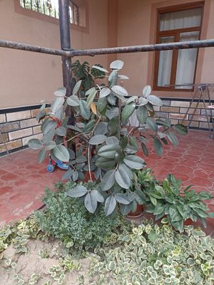 xona gullari