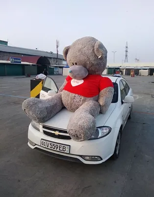 Teddy+Teddi+oq+seriy