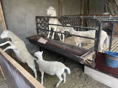 Продаю своих барашек Дорпер