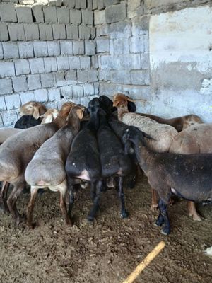 Кучкор кузи барра