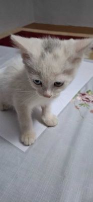 Скоттиш страйт white and bleck Британский парода