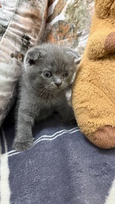 Котята на продажу, Скотиш Фолд-Страйт