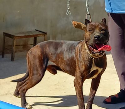 Pidbull tozza sotiladi