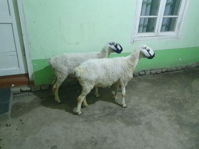 Egiz tug'adigan yosh quyla sotiladi Shofirkonda
