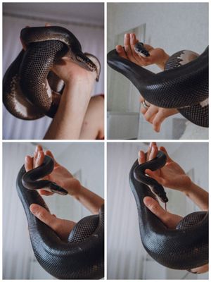 Королевский питон