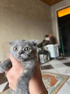 скотишфоллд боласи 3 ойли
