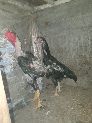 2ta kulangi xuroz sotiladi