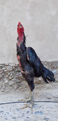 Shamo toza dakan xo'roz