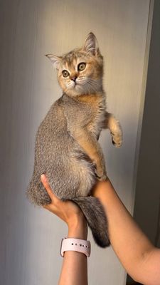 Продаю котенка срочно