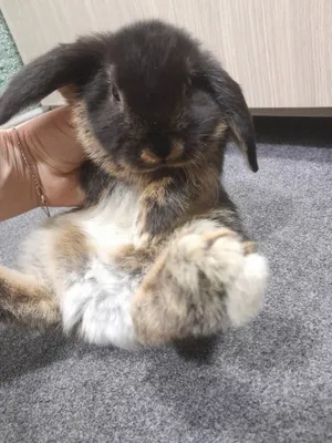 Продам кролика декоративный