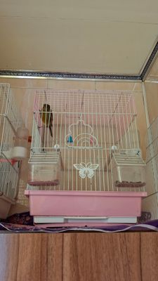 Канарейки