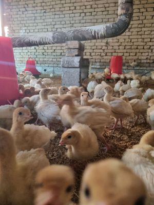 big 6 jo'jalari Fransiyadan keltirilgan