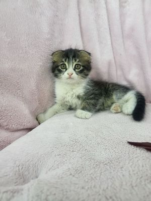 Котенок скоттиш фолд