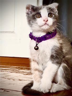 котенка веслоухая