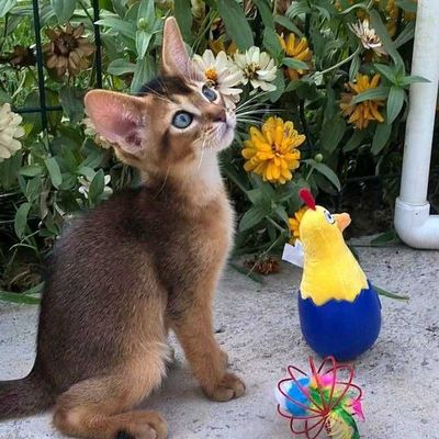 Абиссинский котенок