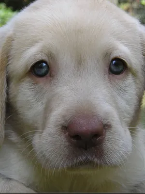 Щенок лабрадор!