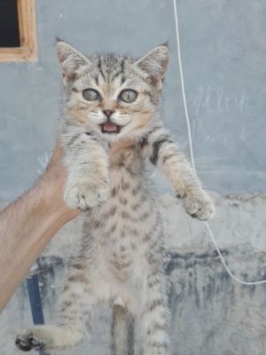 Mushuk va Qafas sotiladi
