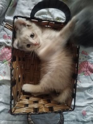 Продаются котята