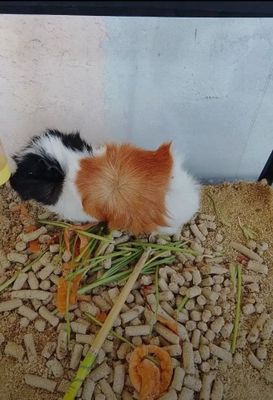 Продам морскую свинку