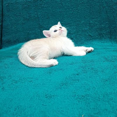 Продаётся мальчик шиншилла