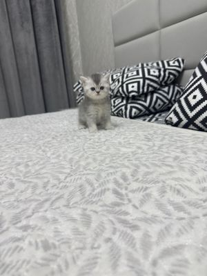 Котята , шотландские
