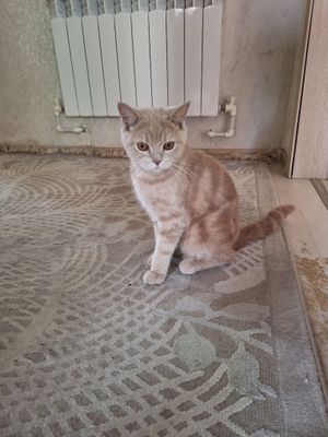 Мушук срочно сотилади.