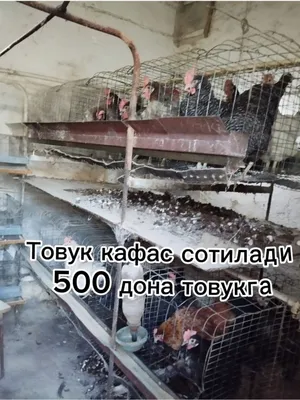 Тошкент Яшнобод 500та товукга кафас сотилади.