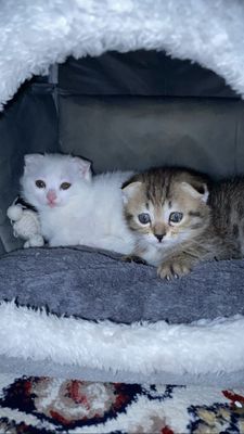 Parodali mushuklar juda aqlli uzi latogiga boradi