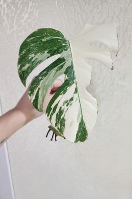 Черенок Монстеры Альба